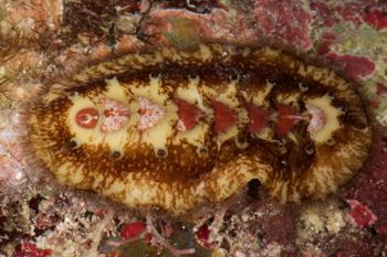 Media type: image;   Malacology 384364